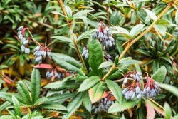 Berberis julianae - agracejo chino