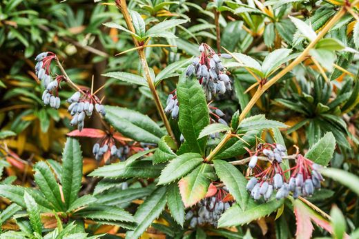 Berberis julianae - agracejo chino