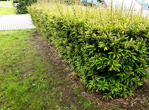 Berberis julianae - agracejo chino