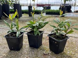 Berberis julianae - agracejo chino