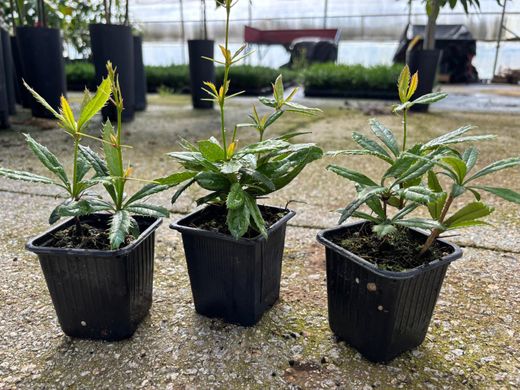 Berberis julianae - agracejo chino