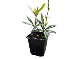 Berberis julianae - agracejo chino