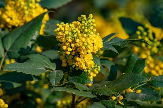 Berberis julianae - agracejo chino