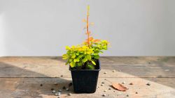 Berberis thunbergii "Aurea" - agracejo amarillo