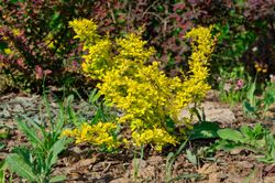 Berberis thunbergii "Aurea" - agracejo amarillo