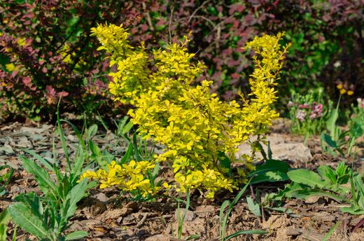 Berberis thunbergii "Aurea" - agracejo amarillo