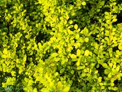 Berberis thunbergii "Aurea" - agracejo amarillo