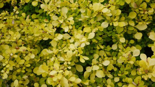 Berberis thunbergii "Aurea" - agracejo amarillo