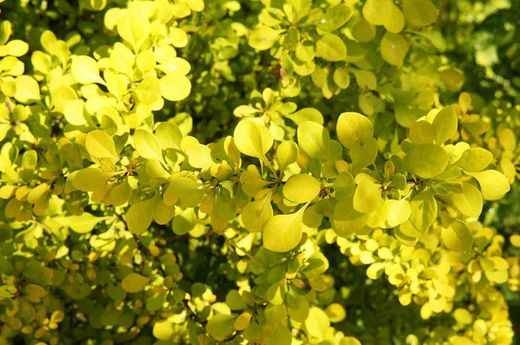 Berberis Thunbergii Green Carpet