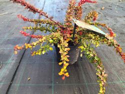 Berberis Thunbergii Green Carpet