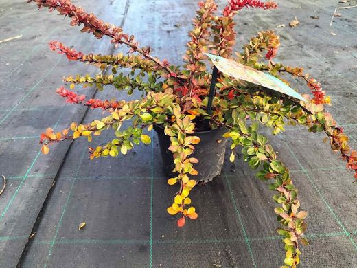 Berberis Thunbergii Green Carpet