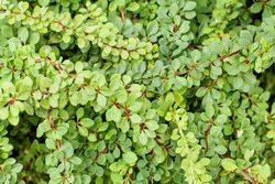 Berberis Thunbergii Green Carpet