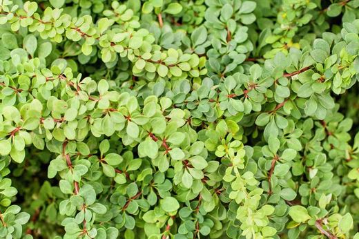 Berberis Thunbergii Green Carpet