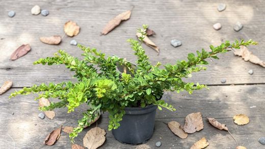 Berberis Thunbergii Green Carpet