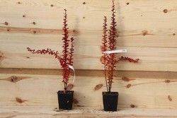 Berberis thunbergii 'Helmond pillar', agracejo japonés