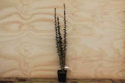 Berberis thunbergii 'Helmond pillar', agracejo japonés