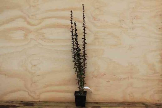 Berberis thunbergii 'Helmond pillar', agracejo japonés