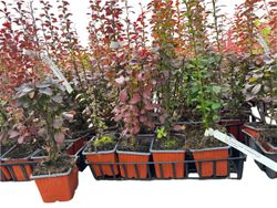 Berberis thunbergii 'Helmond pillar', agracejo japonés