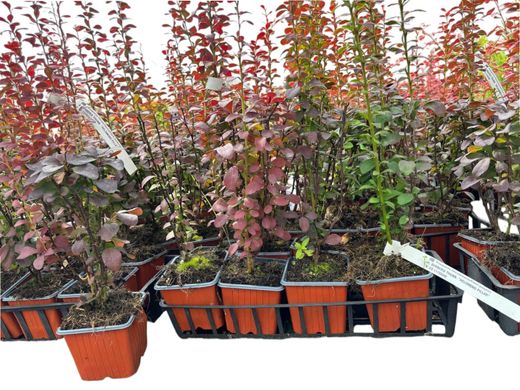 Berberis thunbergii 'Helmond pilier', épine-vinette japonaise