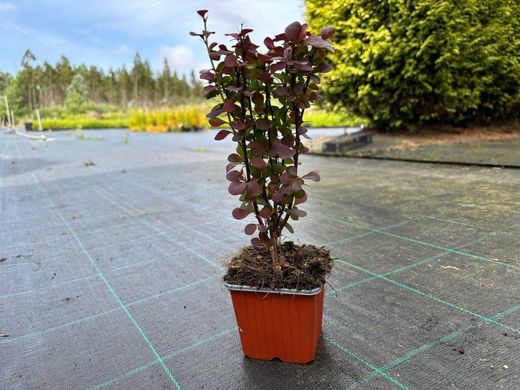 Berberis thunbergii 'Helmond pillar', agracejo japonés