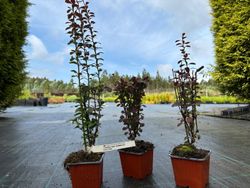 Berberis thunbergii 'Helmond pillar', agracejo japonés