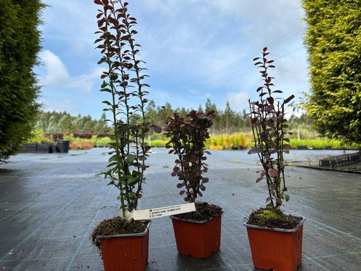Berberis thunbergii 'Helmond pillar', agracejo japonés