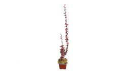 Berberis thunbergii 'Helmond pillar', agracejo japonés