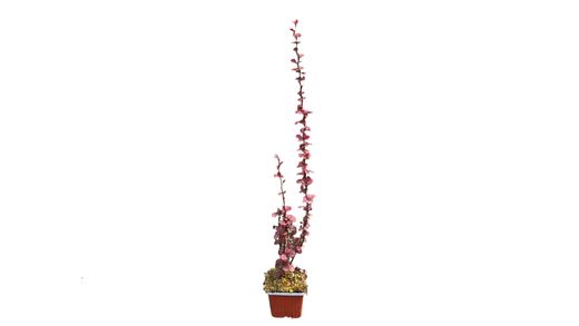 Berberis thunbergii 'Helmond pillar', agracejo japonés