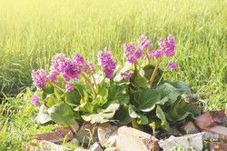 Bergenia cordifolia