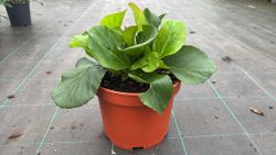 Bergenia cordifolia