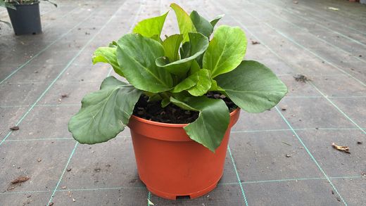 Bergenia cordifolia