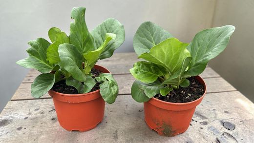 Bergenia cordifolia