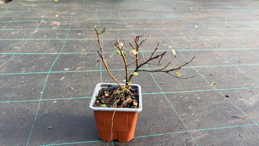 Betula nana - Vidoeiro Anão