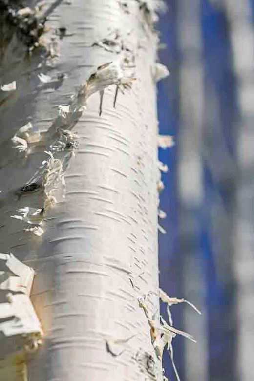 Betula papyrifera, abedul de las canoas en maceta de 5 L