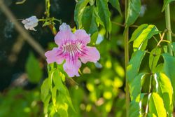 Bignonia ricasoliana