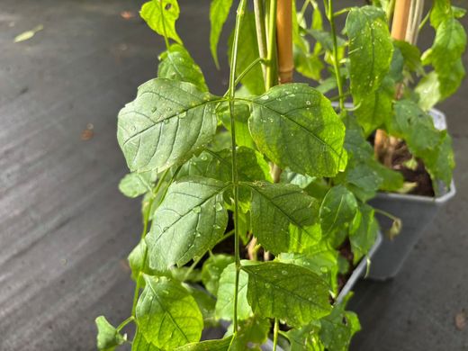 Bignonia ricasoliana