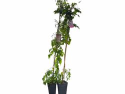 Bignonia ricasoliana