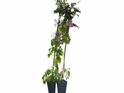 Bignonia ricasoliana
