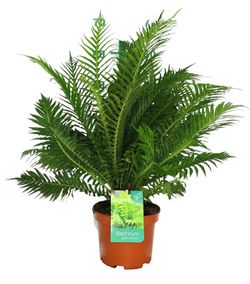 Blechnum gibbum "Silver lady"
