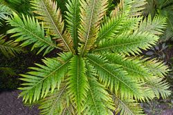 Blechnum gibbum "Silver lady"