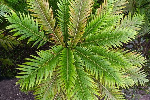 Blechnum gibbum "Silver lady"