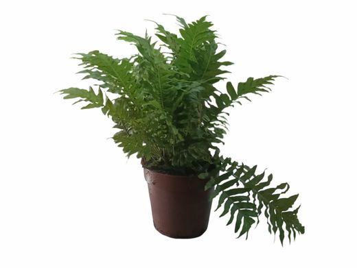 Blechnum gibbum "Silver lady"