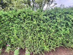 Buis pour haies, Buxus sempervirens