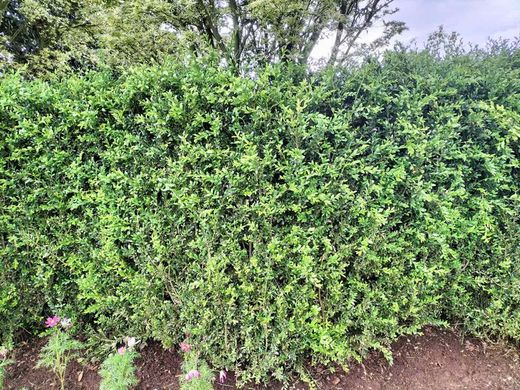 Buis pour haies, Buxus sempervirens