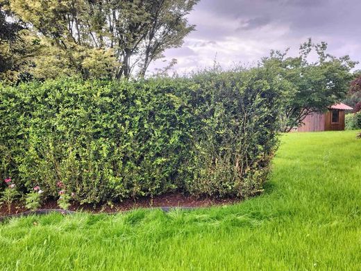 Buis pour haies, Buxus sempervirens