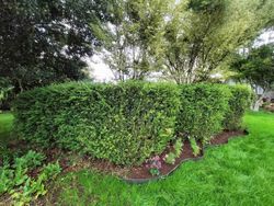 Buis pour haies, Buxus sempervirens