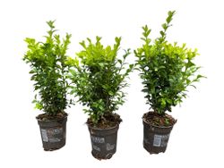 Buis pour haies, Buxus sempervirens