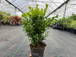 Buis pour haies, Buxus sempervirens