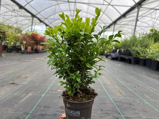 Buis pour haies, Buxus sempervirens