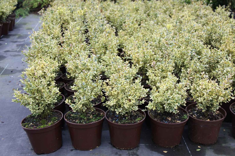 preparar Salir límite Plantas de Boj variegadas. Buxus sempervirens variegatus — Plantamus Vivero  online